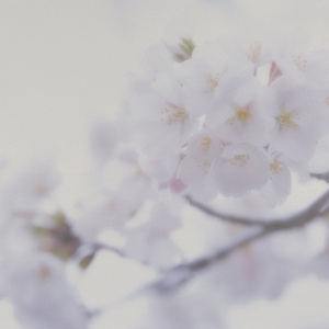 一区二区三区免费观看
